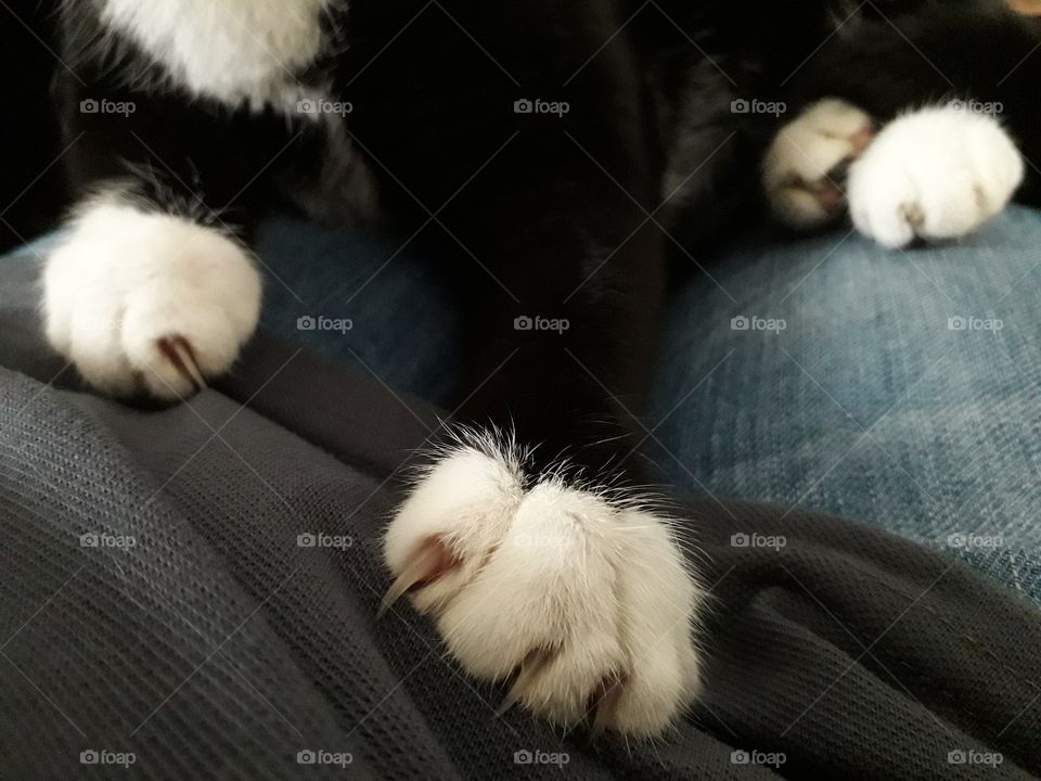 Nola's paws