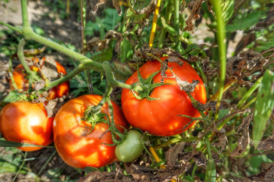 Fresh tomatoes