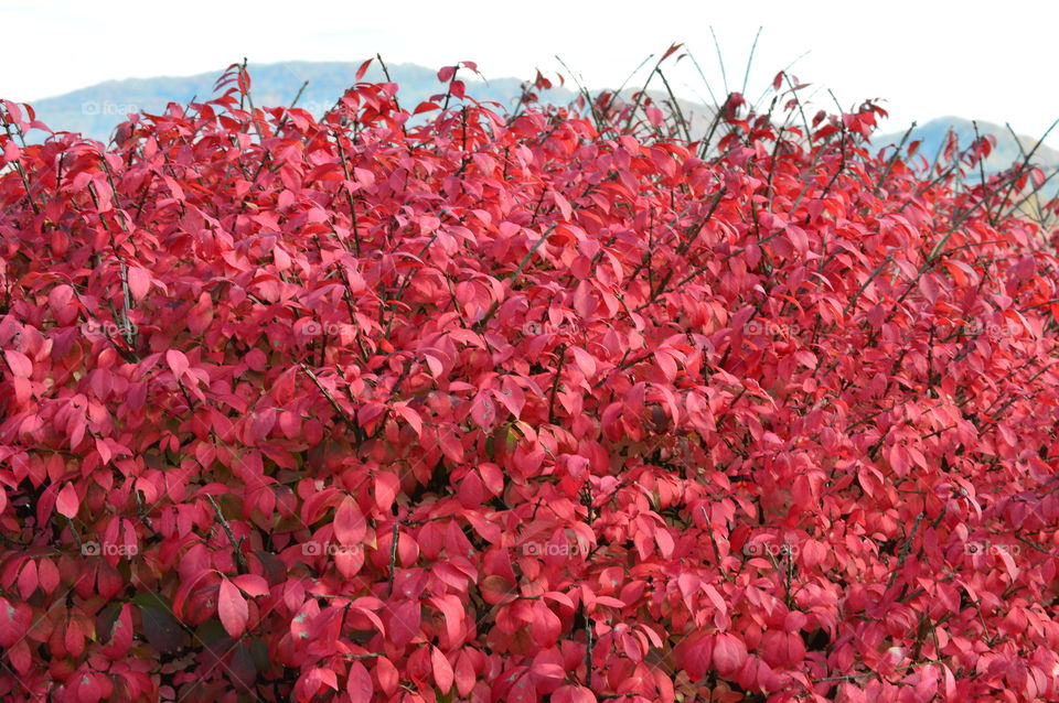 burning bush fall colors