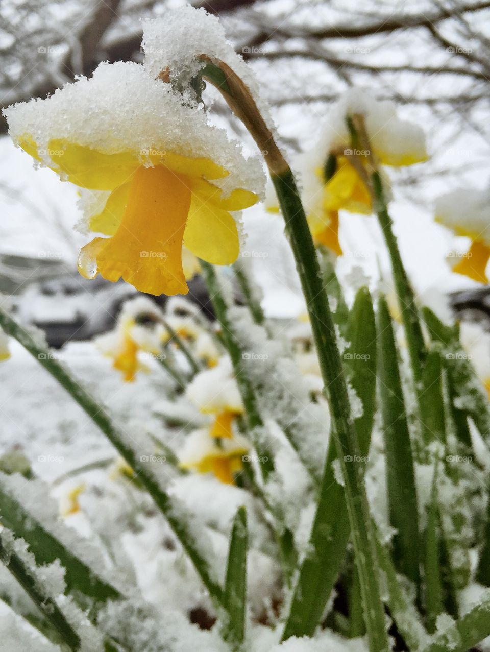 Frozen daffodil flower in winter