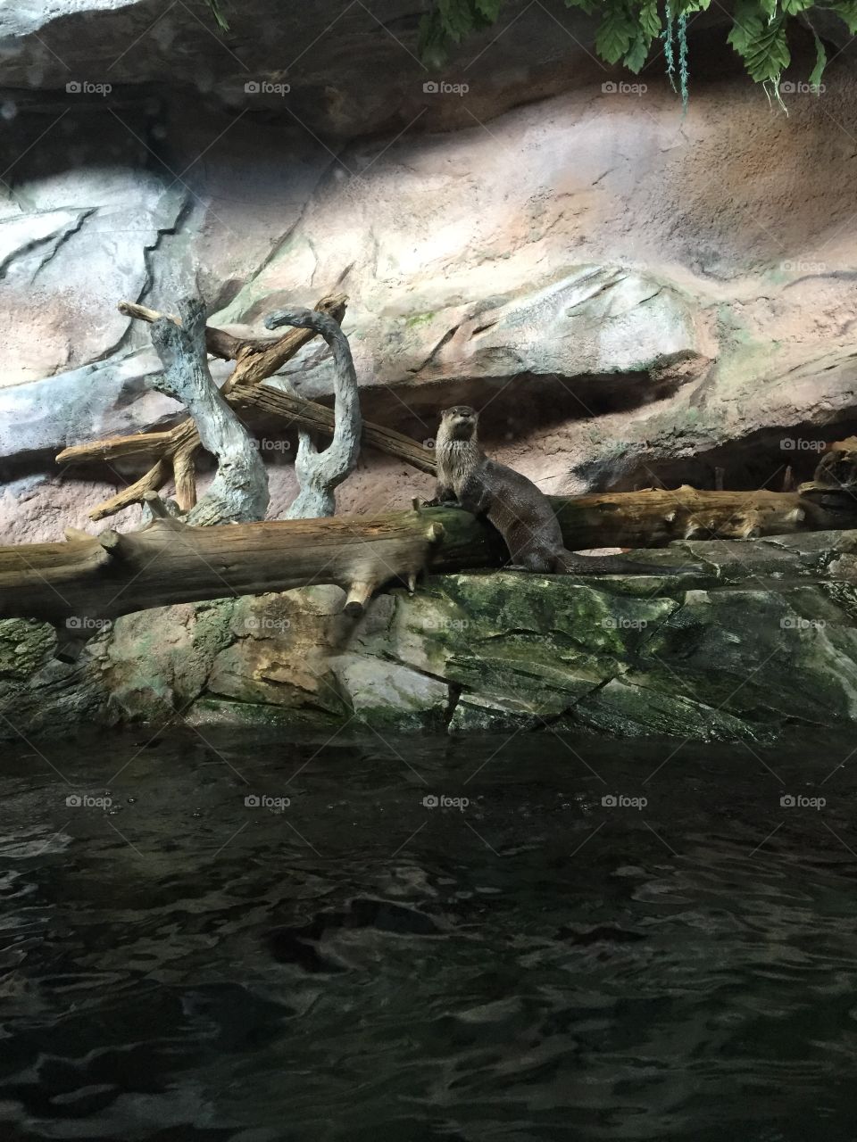 Sea otter on a log