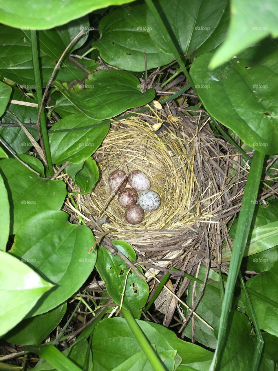 Birds nest in a bush.
