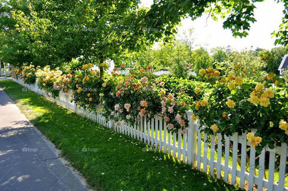 Rosebush hedge. gorgeous rose bush hedge on Martha's vineyard, MA