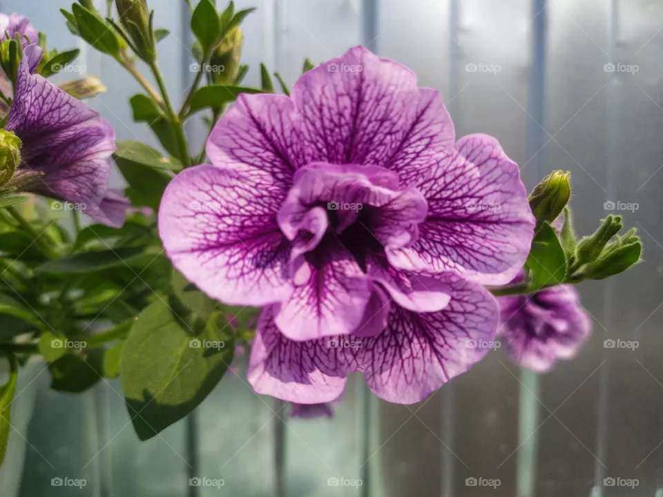 Flower Petunia