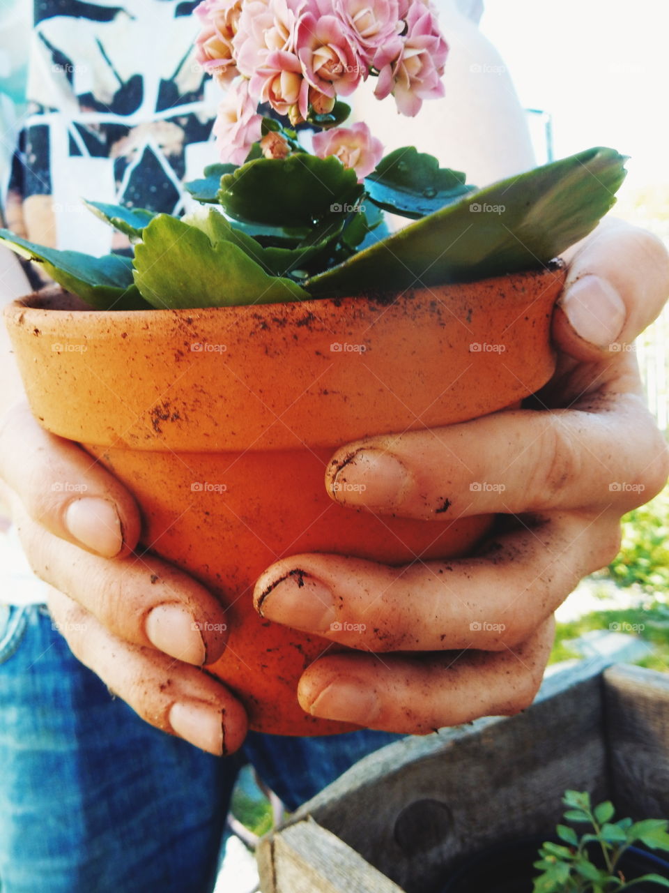 Close-up of person holding potted plant
