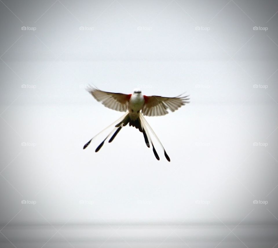 Scissor Tailed Flycatcher 