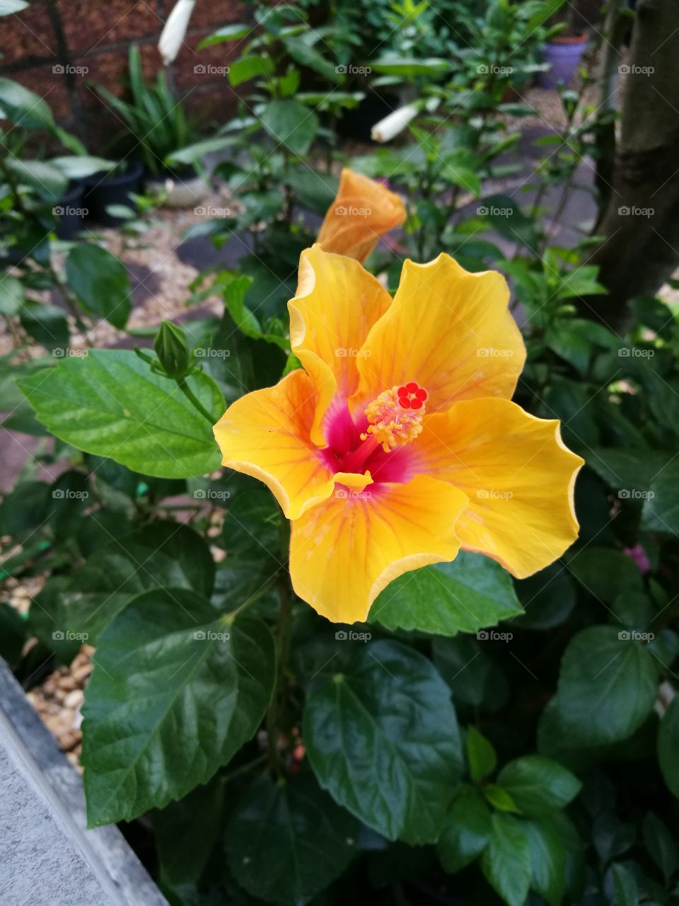 bright yellow hibiscus