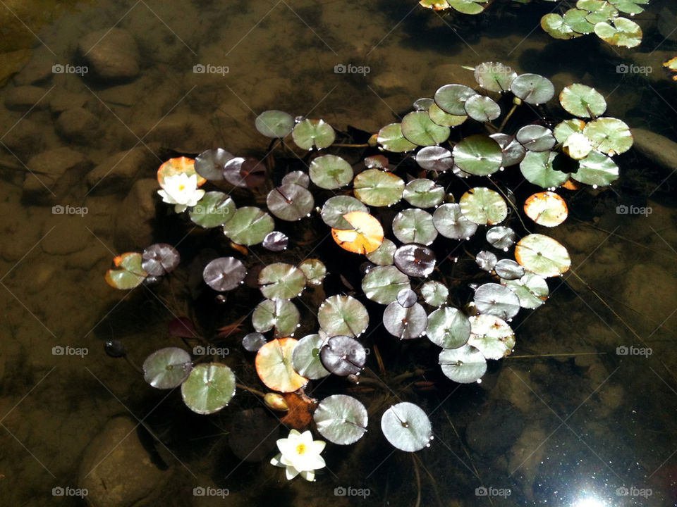 flowers nature pond water by laurajane