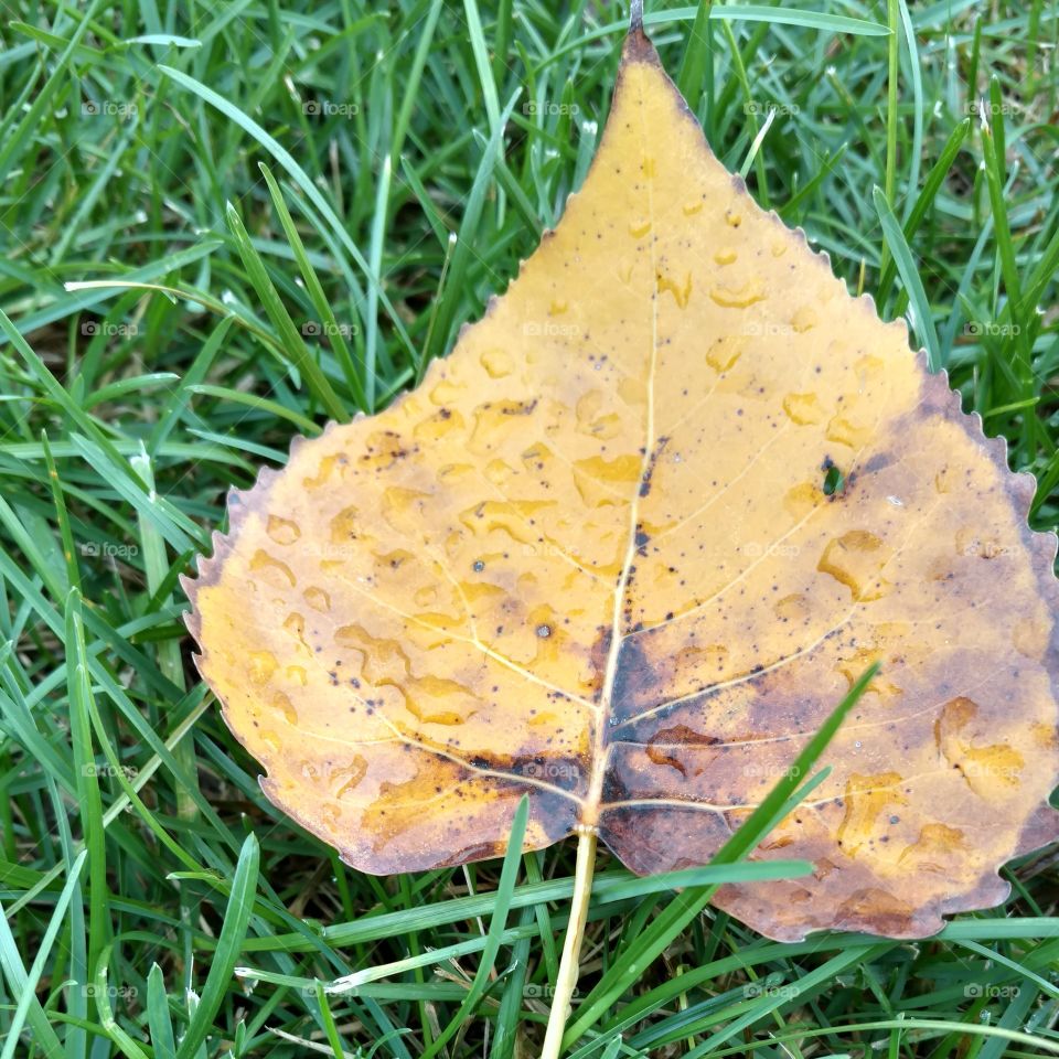 Dew Dropped Leaf