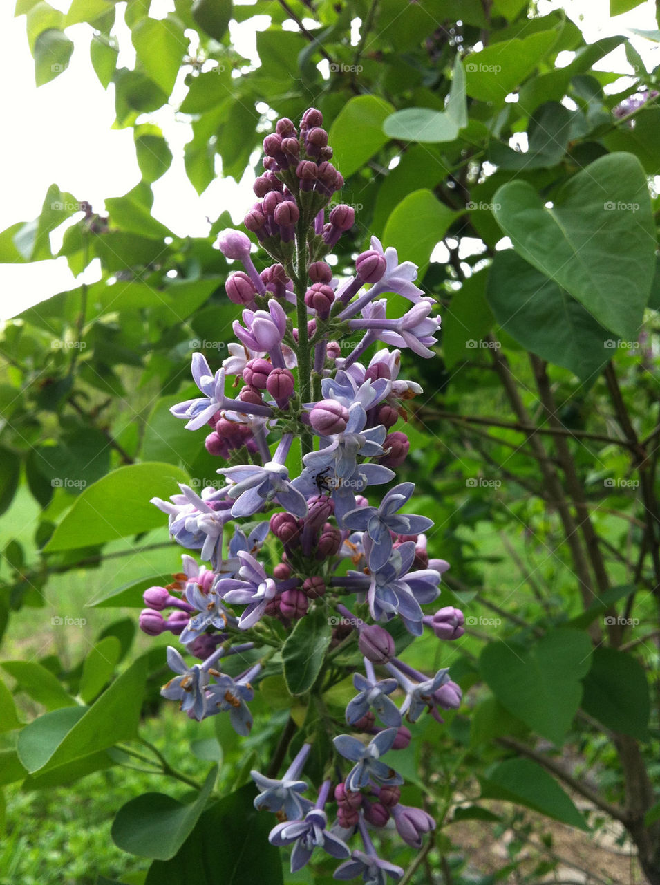 LILACS