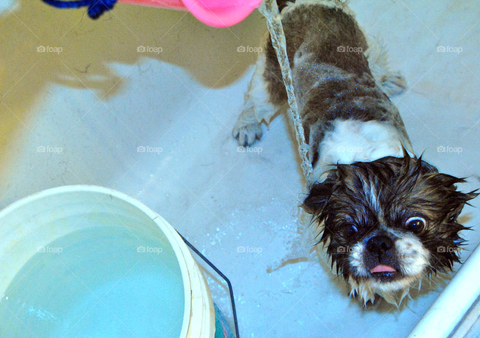 Happy Pekingese dog having a refreshing bath in bathtub