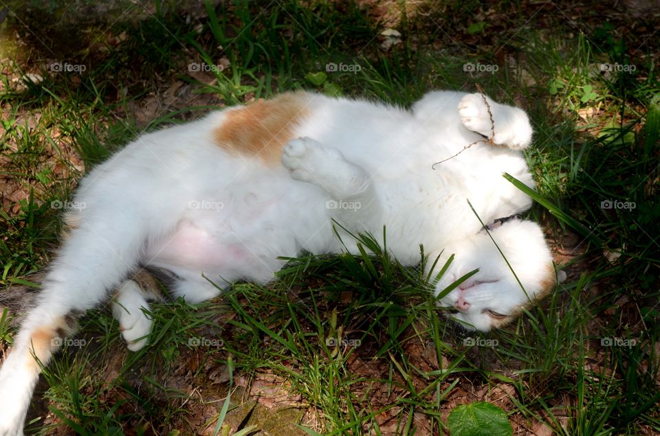 Calico cat rolling in grass