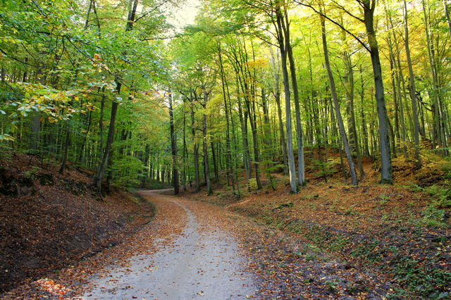 Pathway in the autumn forest