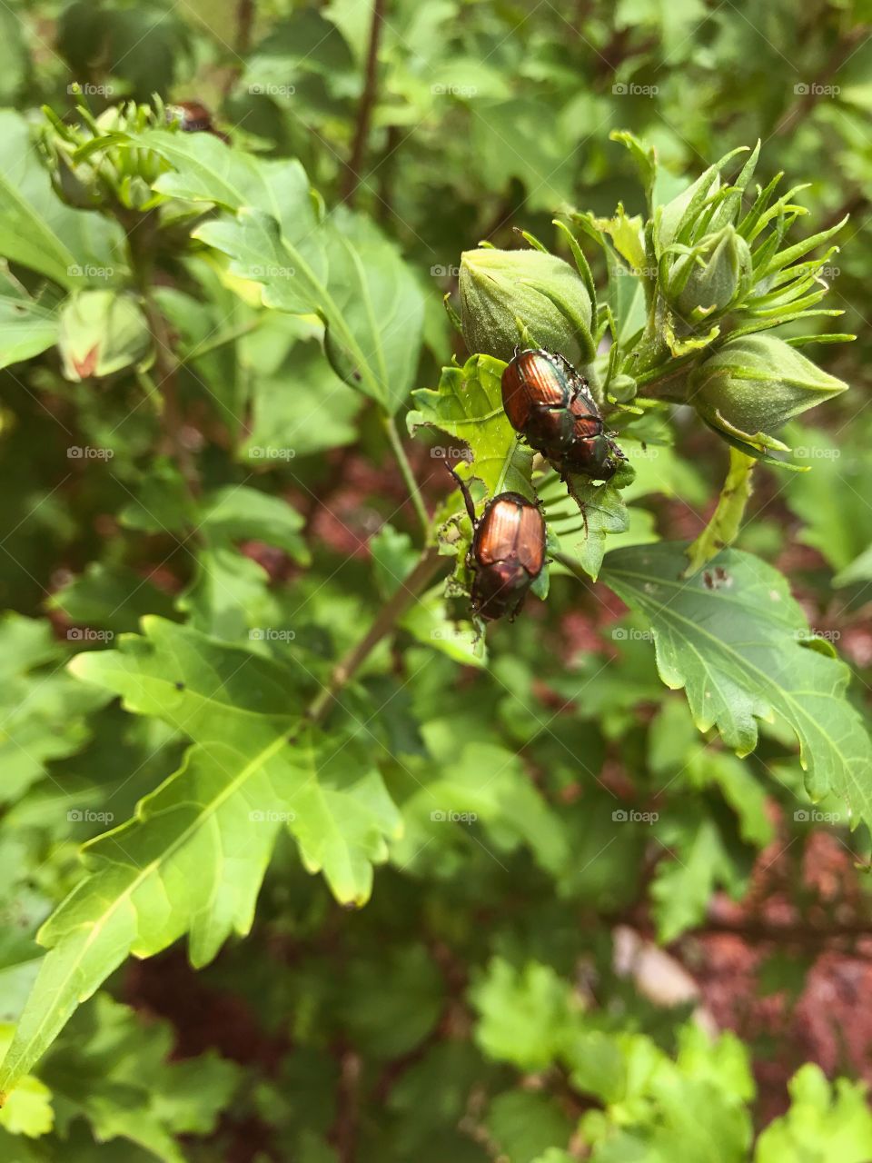 Japanese beetles