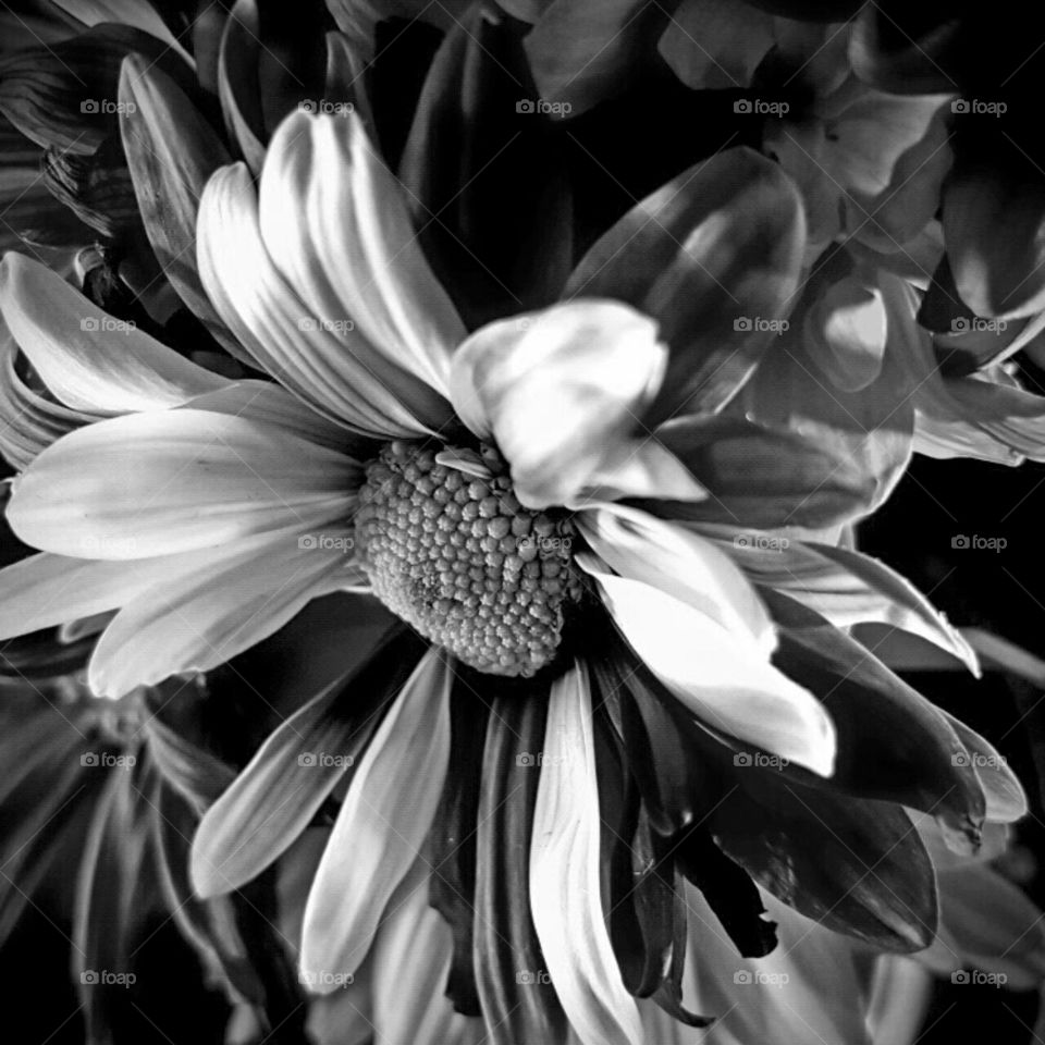 Nature, Monochrome, Flower, Flora, Beautiful