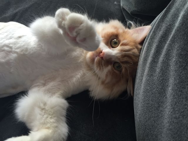 Home w Persian. Come here