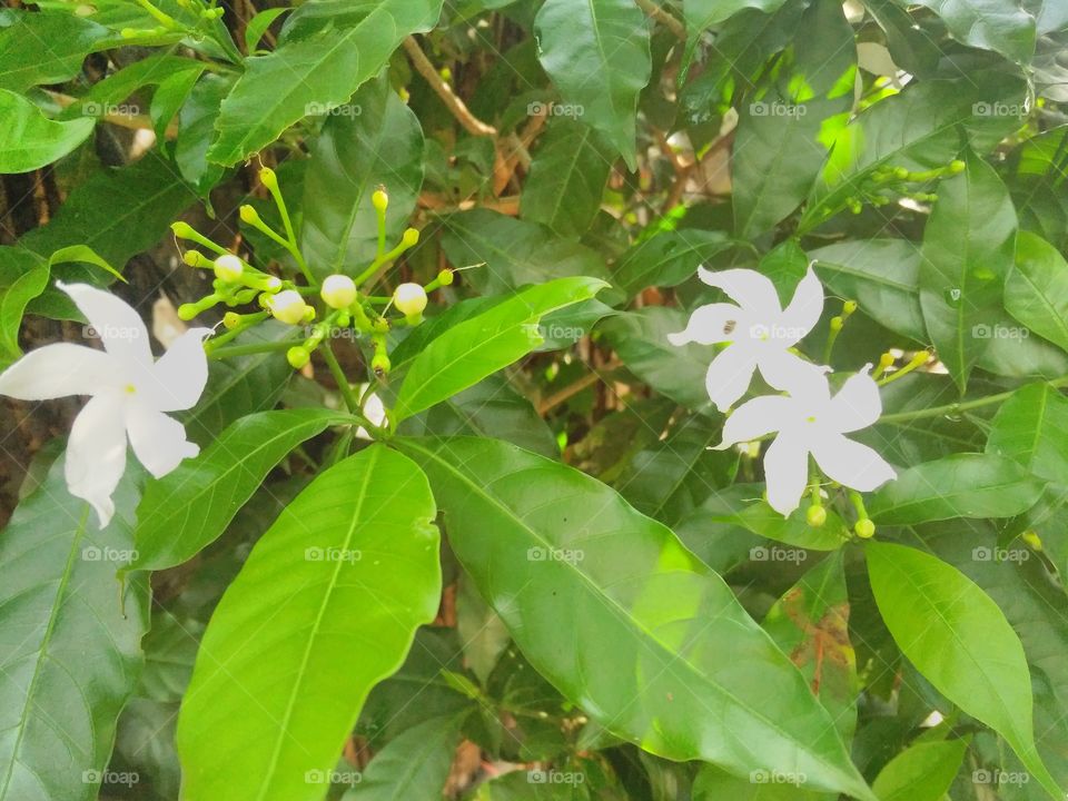 A very beautiful flowering plant with its own buds and flowers.