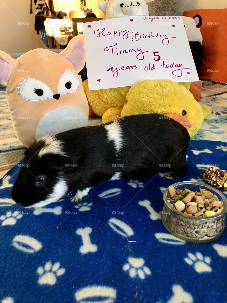 Sweet Guinea pig Timmy 