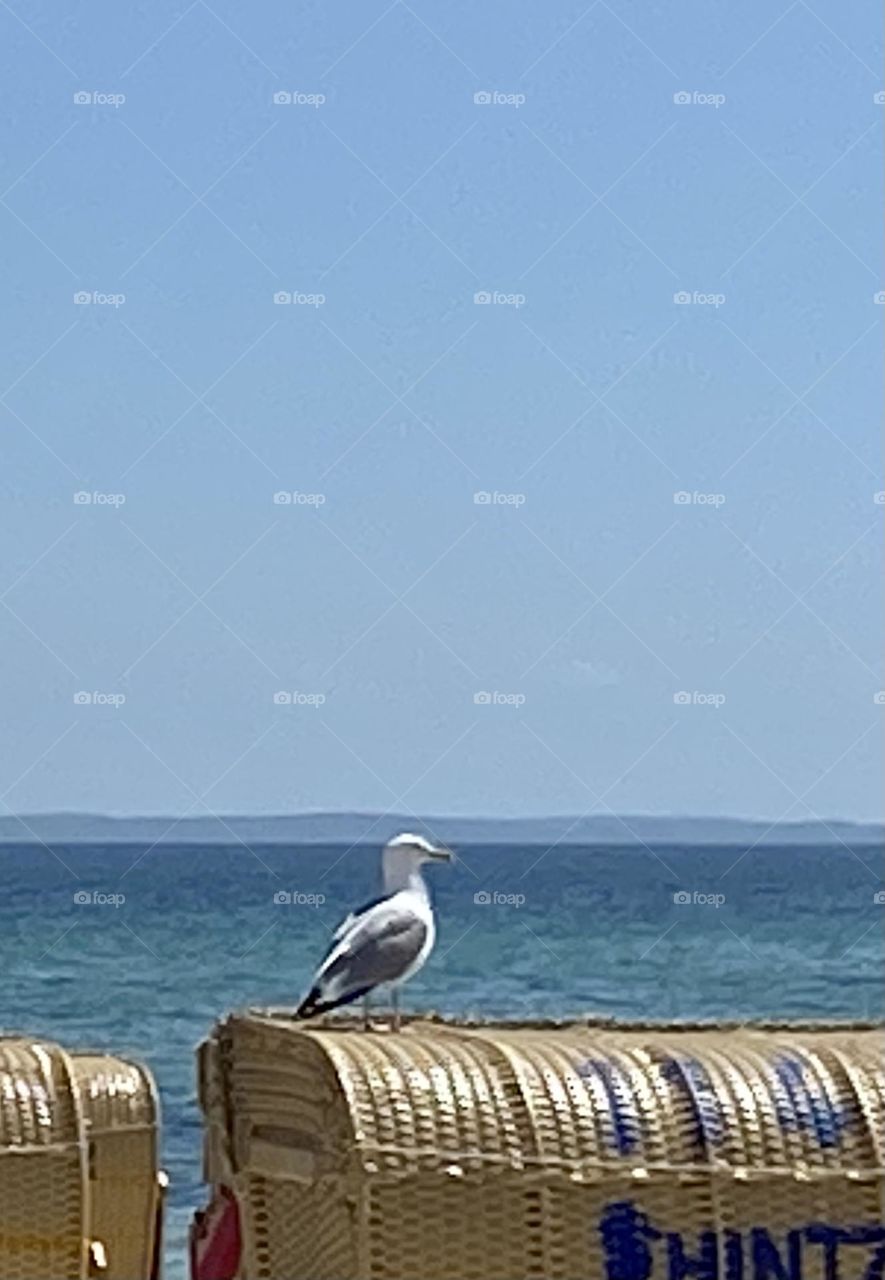 Eine Möwe auf rattanfarbenen Strandkorb an der Ostsee. Das Meer und der weite Himmel im Hintergrund 