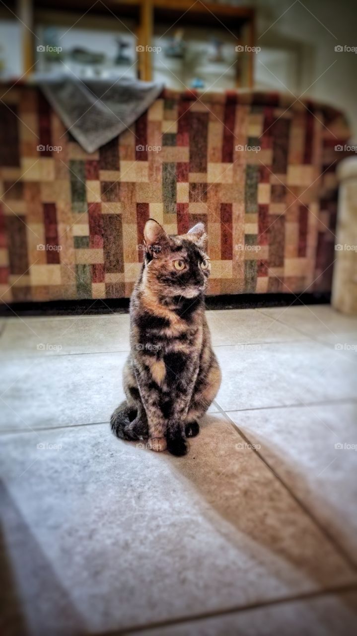 Adorable adult tortie cat living in deep thoughts