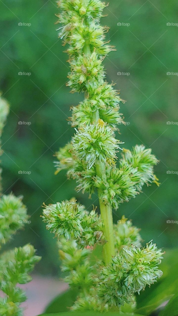 flowers captured