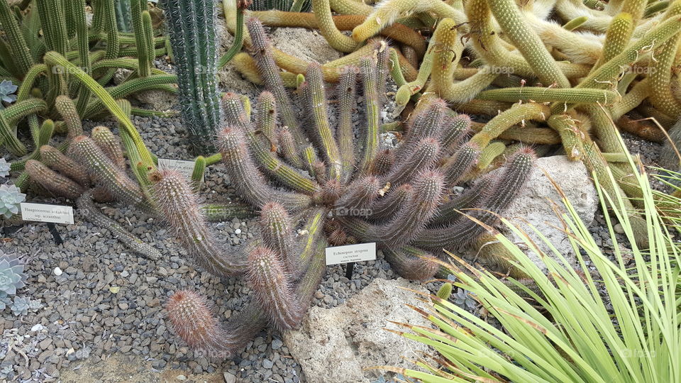 cactus