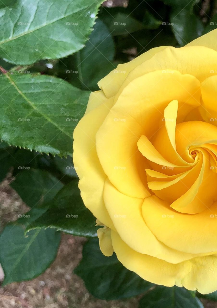 Golden Circle Summertime 