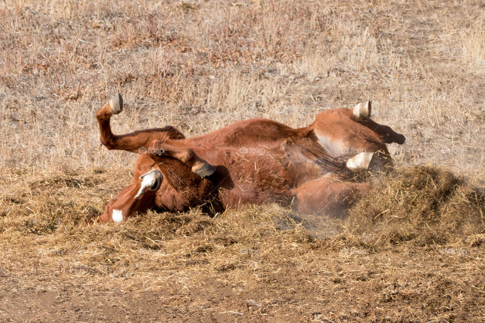 Chestnut mare rolling in straw after a long day. 