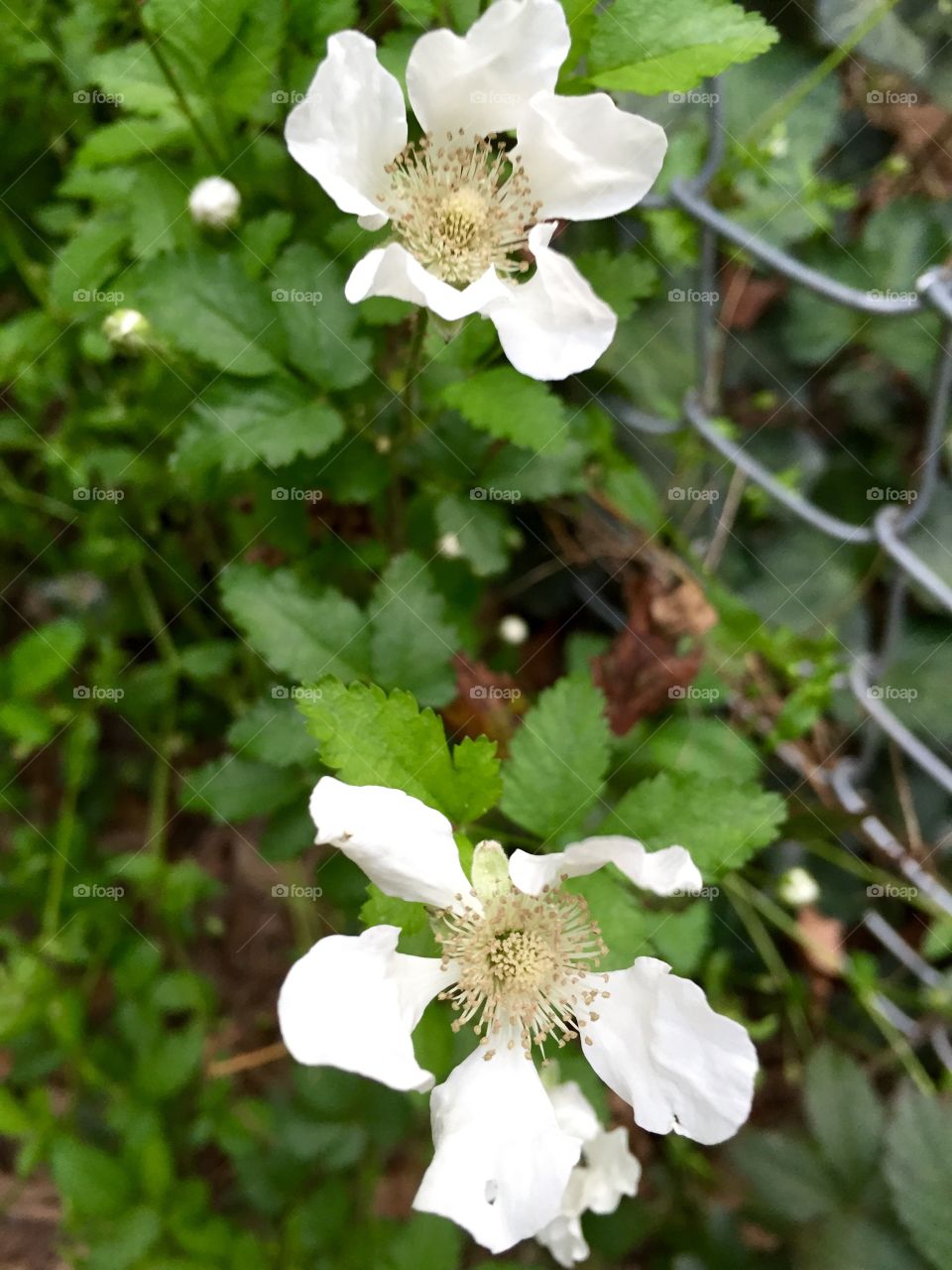 Blackberry blooms