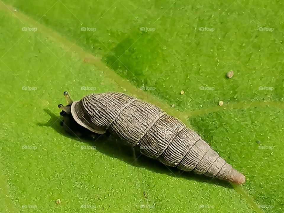 In a snail shell 