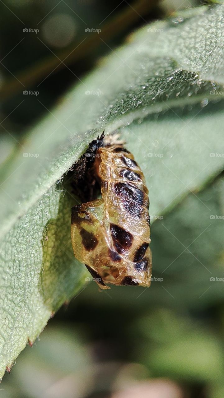 Empty Pupa