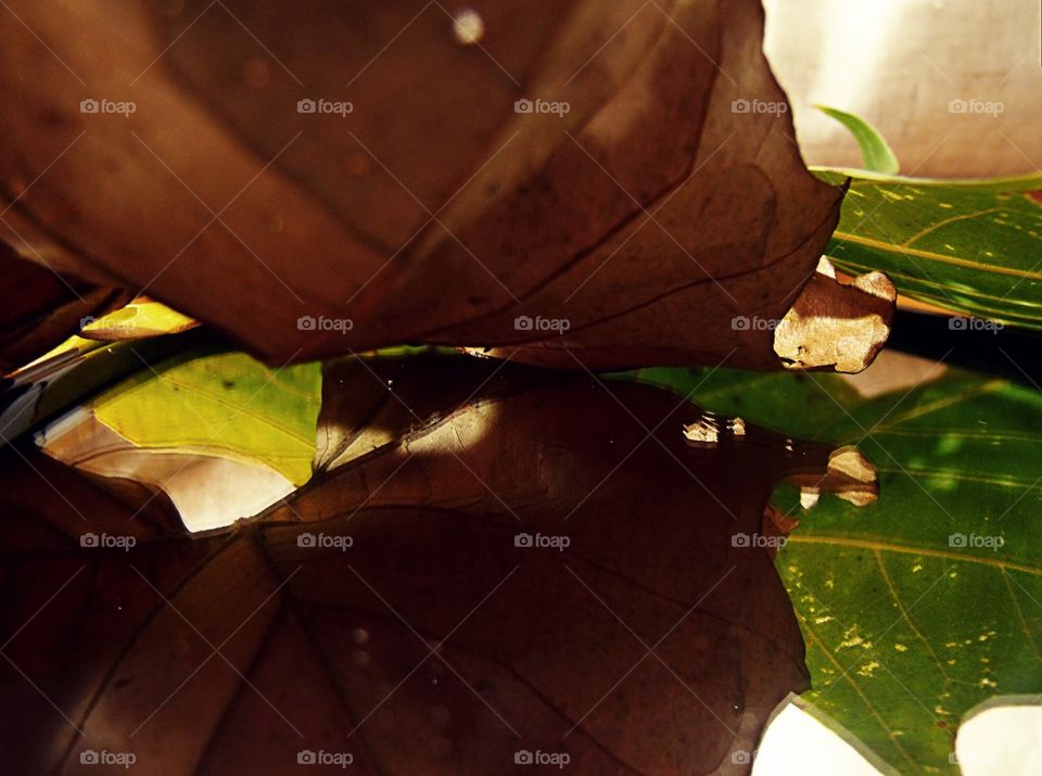 Leafy reflections 