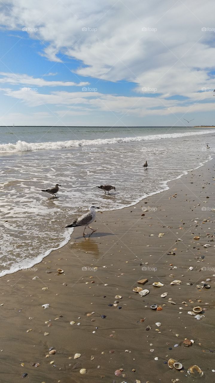 seagulls in the beach