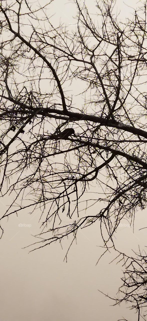 mysterious bird on tree