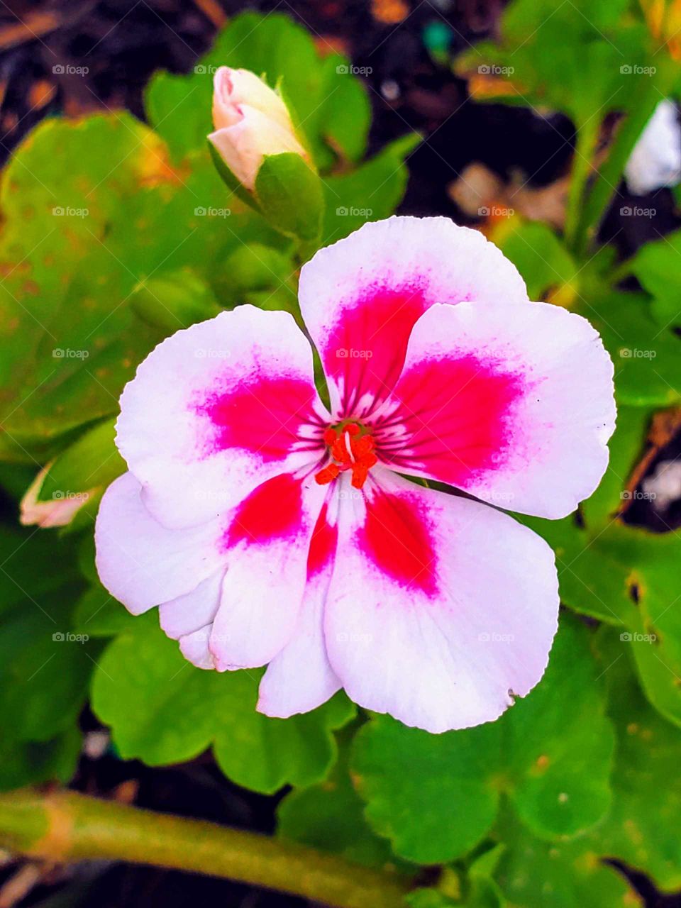 beautiful geranium