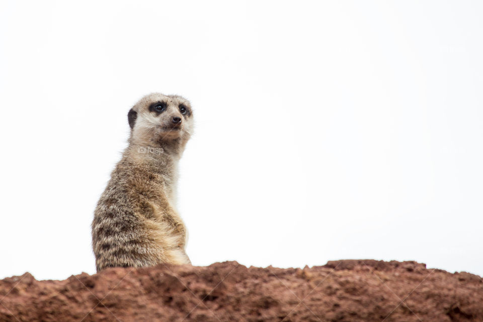 One meerkat watching 