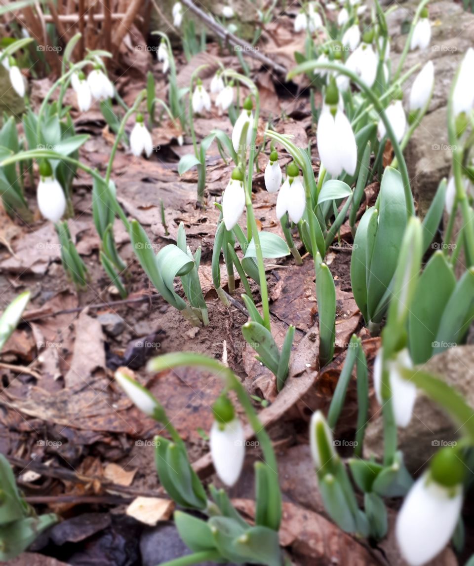 snowdrops
