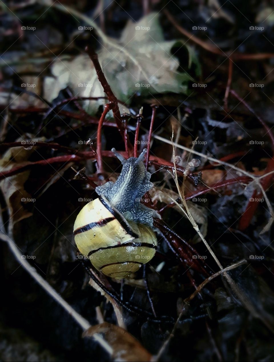A Canadian Snail, Exploring The Land🍁🐌