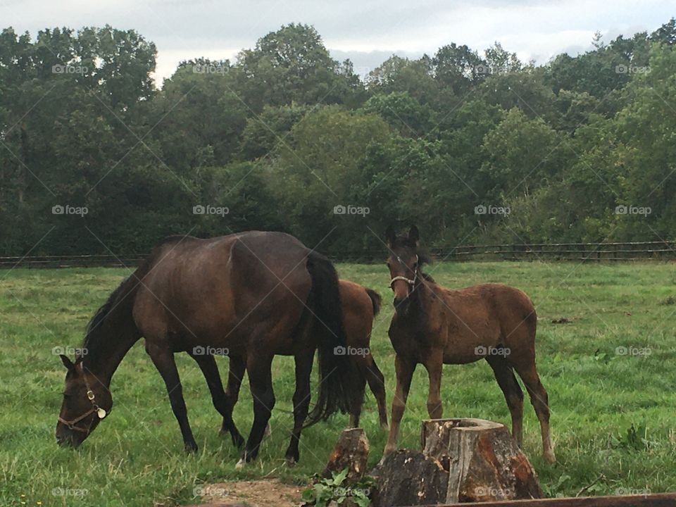 Foal looks forward curiously