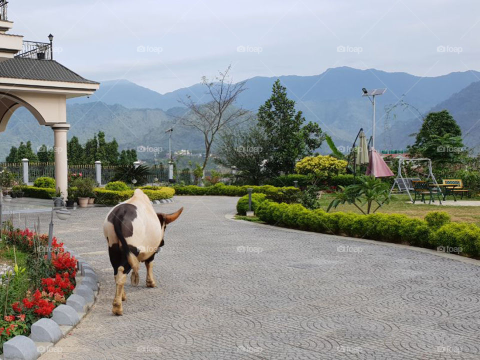 Animal waking near the house. when i was went to take pic.