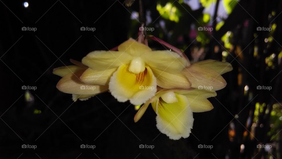 Dendrobium lampongese. Blooming...