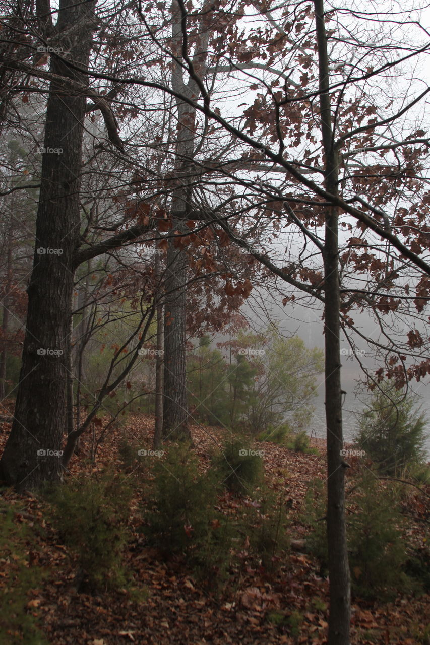 forest during fog