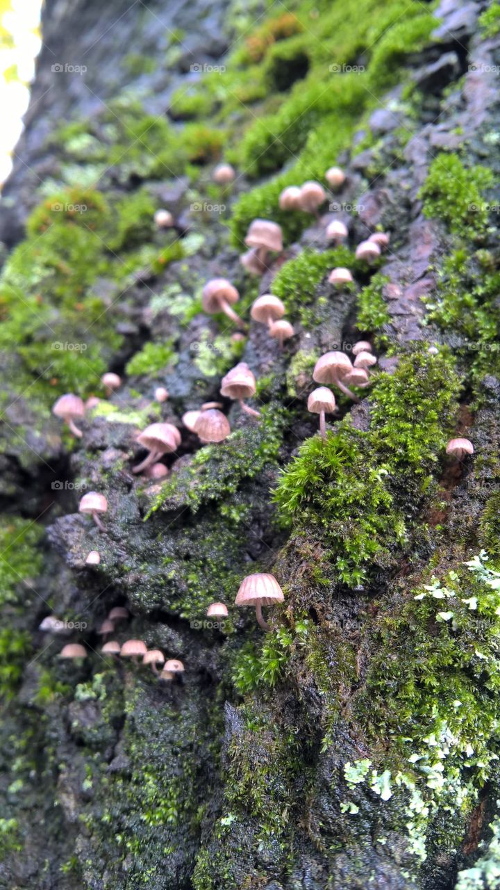 fungus