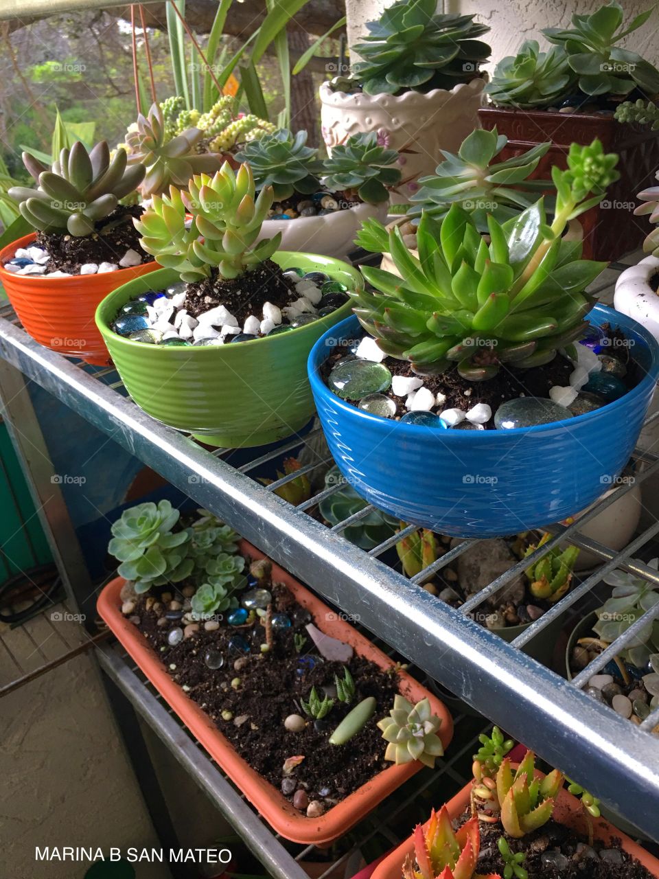 Plants in pots 