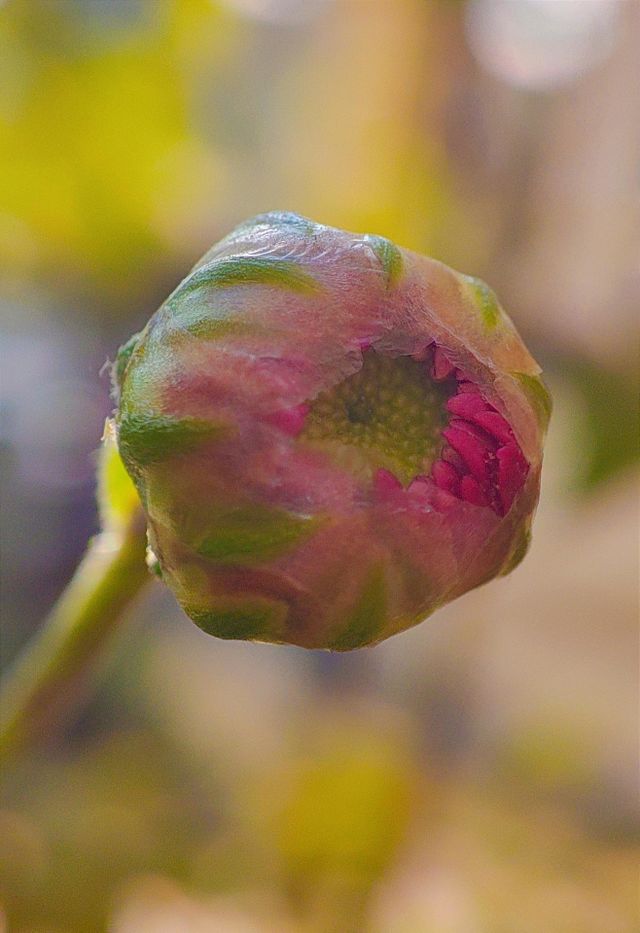 Blooming flower micro photography