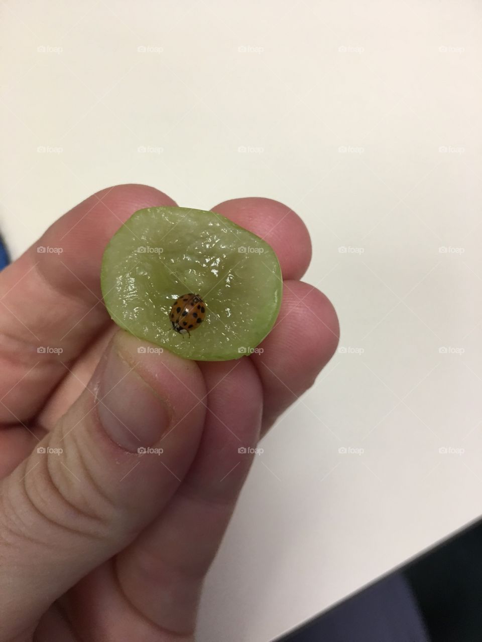 Ladybug eating a grape
