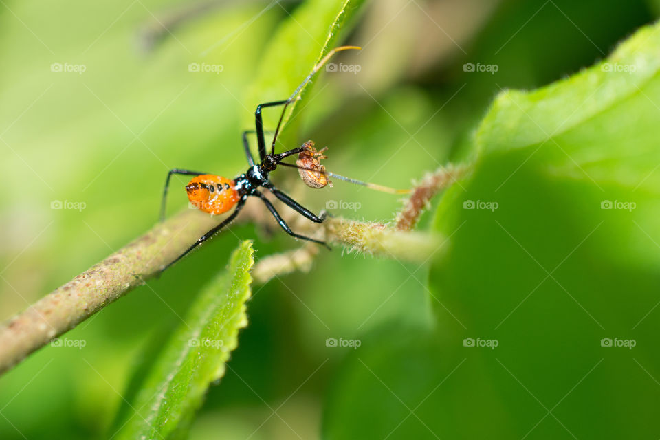 Assassin Bug Nymph Insect Close Up killing Prey