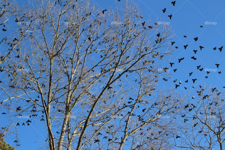 Birds flying south