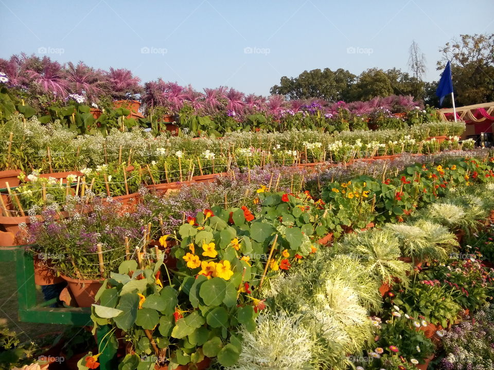 flower plants