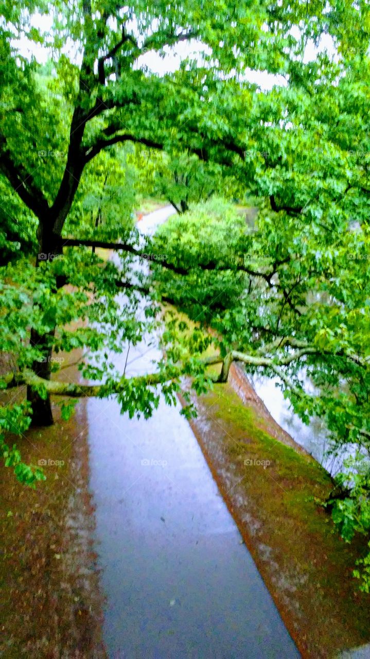 Nature, Leaf, No Person, Summer, Tree